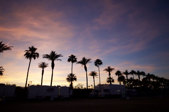 Palm Tree Sunset at Coachella Valley Music and Arts Festival
