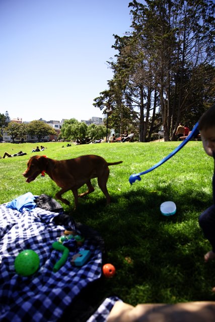 Summer Funday at Delores Park