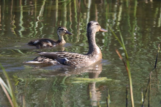 Female Mallard Ducks Swimming in Tranquil Wetland Waters