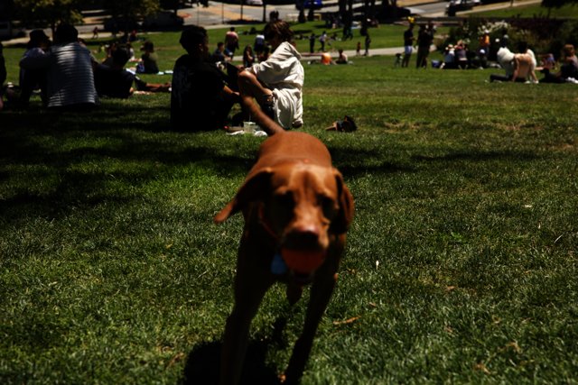 Playtime at Delores Park