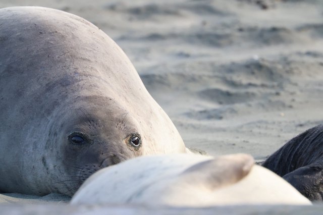 Elephant Seal Pup Close-Up at Drakes Beach