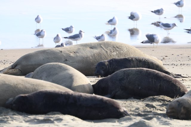 Elephant Seals Resting on Drakes Beach with Seabirds