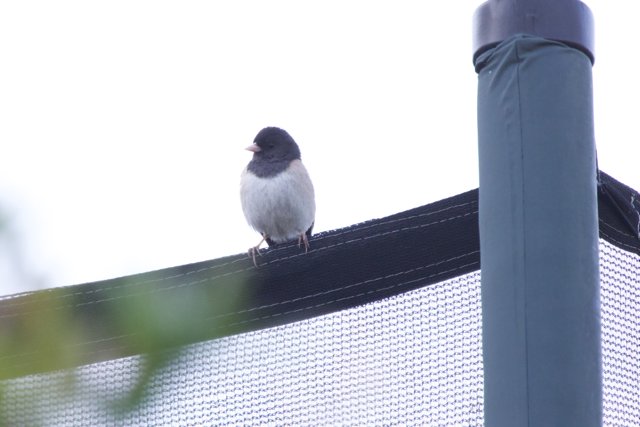 Perched at Dusk