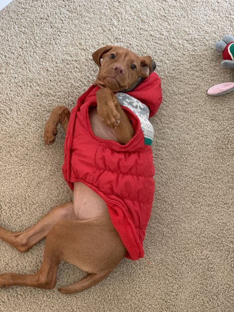 Cozy Pup in Red Jacket