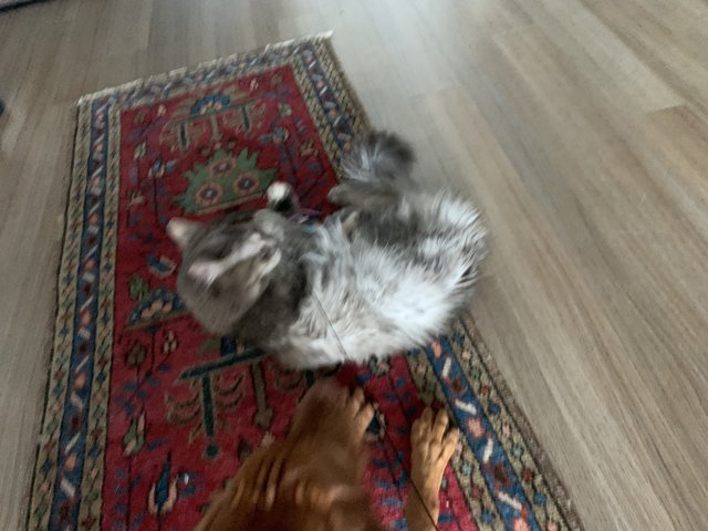 Feline and Canine Playtime