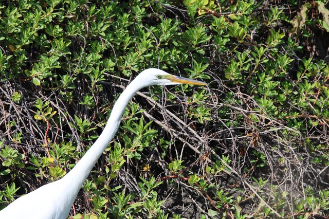 Great Egret Hunting Among Wetland Vegetation