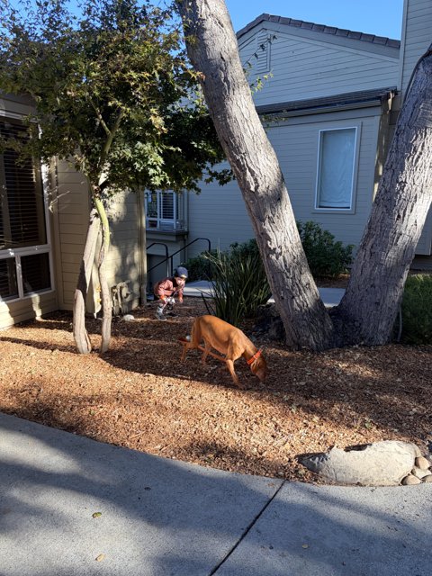 Morning Walk in Carmel