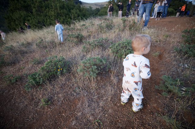 Toddler Explores Wild Hillside at Mount Diablo