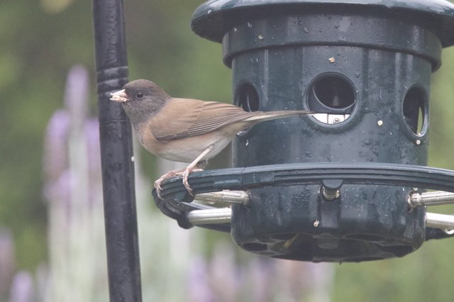 Dark-Eyed Junco Perched at Backyard Bird Feeder