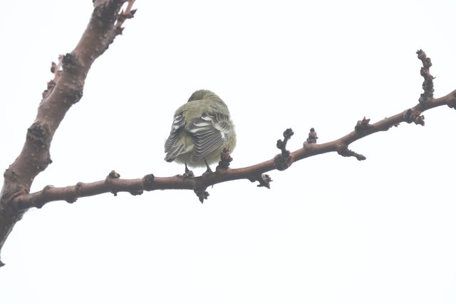 Fluffy Yellow Finch Perched on Winter Branch