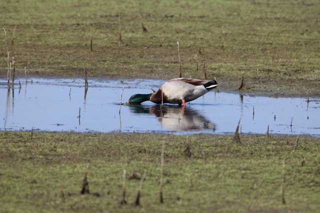 Male Mallard Duck Foraging in Shallow Wetland Pool