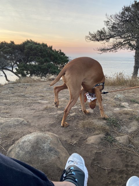 Canine Adventure on a Californian Hillside