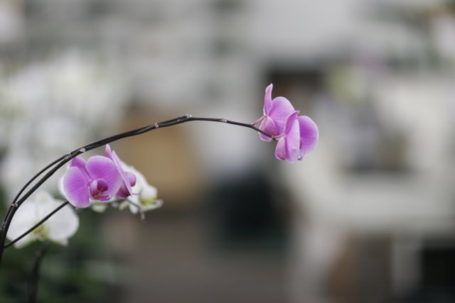 Vibrant Orchid in a Flower Shop