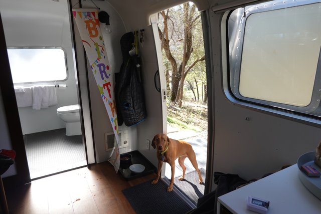 Canine in the Caravan