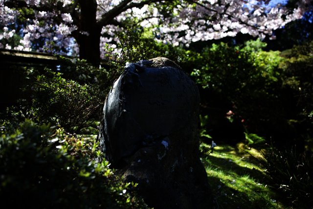 Timeless Tribute in the Japanese Tea Garden