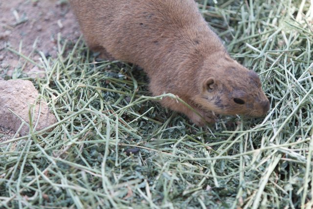 Cute Rodent Snacking in the Prairie