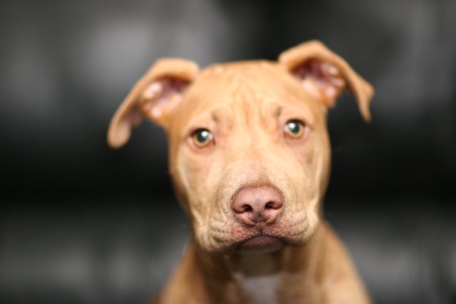 Close-Up of a Brown-Faced Pit Bull Dog