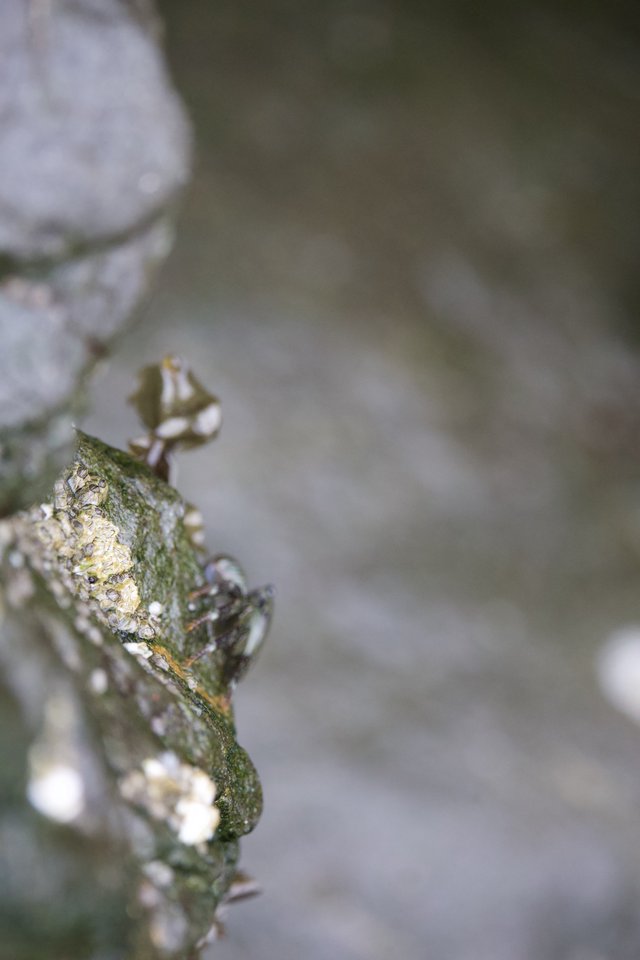 Aphid Colony Thriving on Coastal Plant Stem