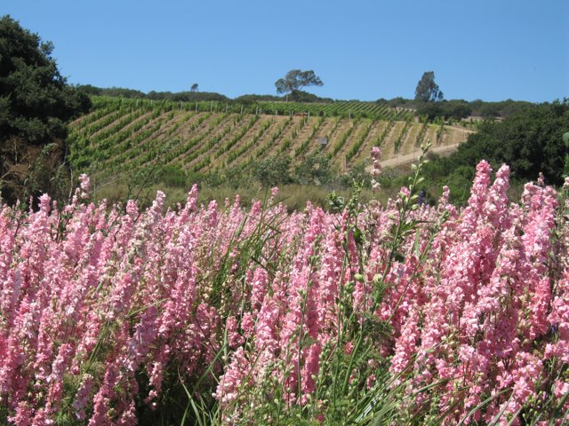Lupins and Vineyards
