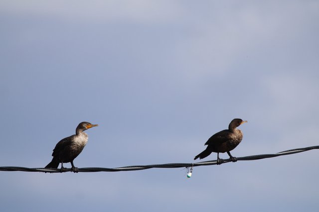 Two Cormorants Perched on Wire at Dusk