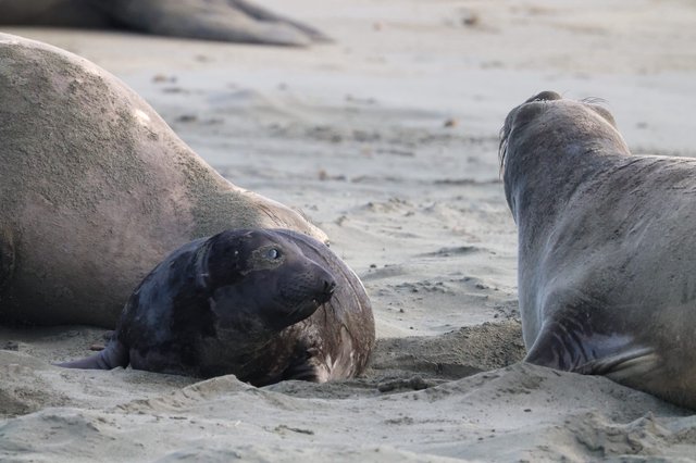 Elephant Seals Resting on Drakes Beach Sand