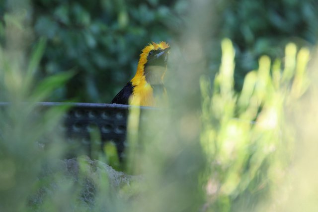 Hooded Oriole Perched Among Garden Foliage