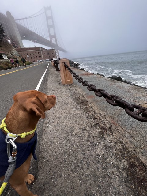 Friendly Dog at Fort Point Fence