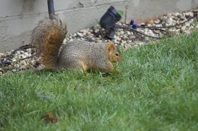 Fox Squirrel Foraging in Suburban Backyard