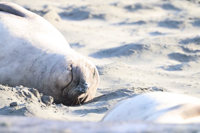Elephant Seal Pup Resting on Sandy Beach