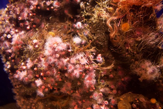 Pink Symphony: Monterey Bay's Sea Anemones
