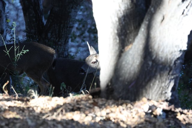 Glimpse of the Wild