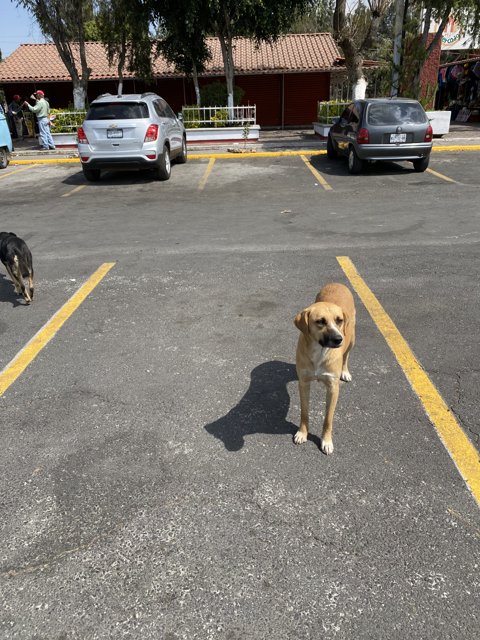 Urban Dog in a Parking Lot