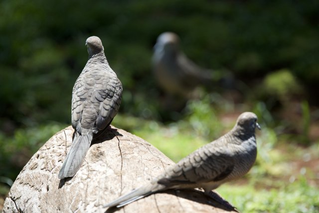 Tranquil Trio: Pigeons at Rest in Honolulu Zoo