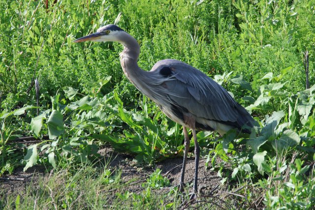 Great Blue Heron Hunting in Lush Wetland Vegetation