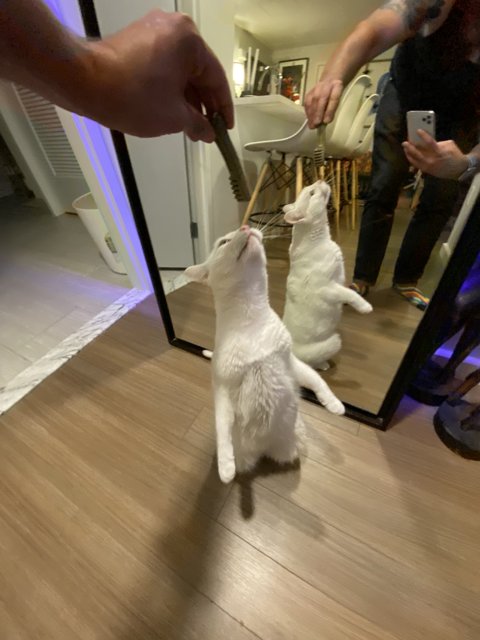 Reflections of a Curious Cat