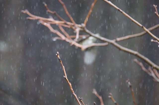 Bare Branch in Winter Rain at Dusk