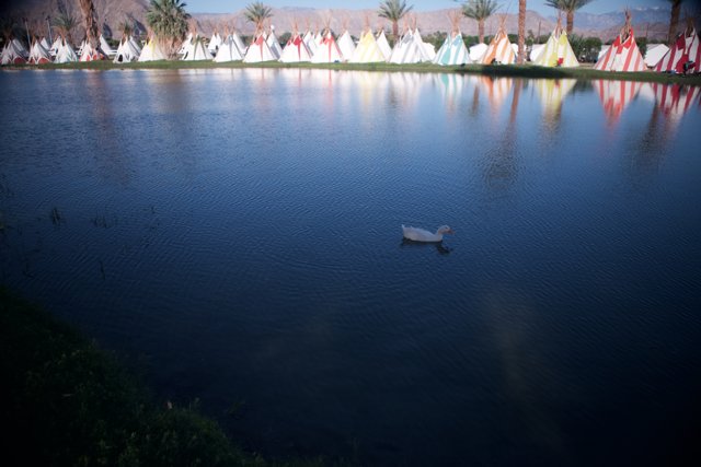 Duck in the Coachella Pond