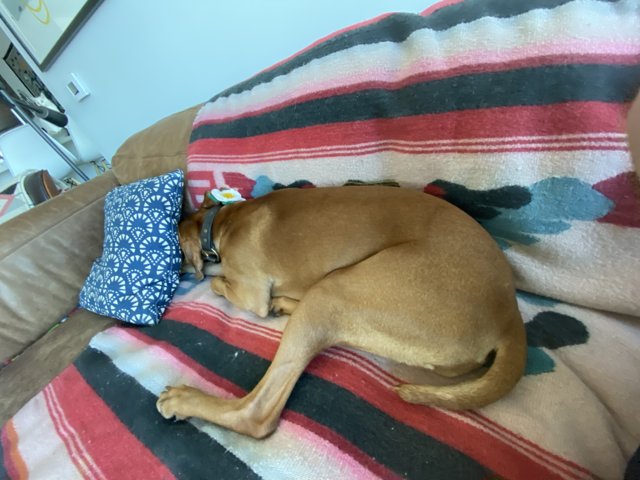 Cozy Canine on Cushion