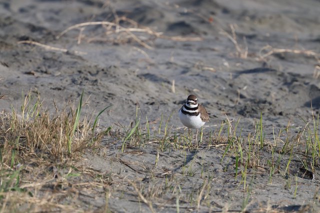 Killdeer Standing Alert on Sandy Mudflat