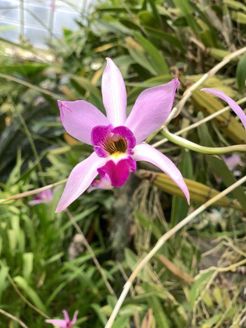 A Pink Orchid Blooms Amongst Foliage and Flowers