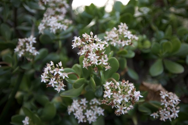 Delicate White Jade Plant Flowers in Bloom