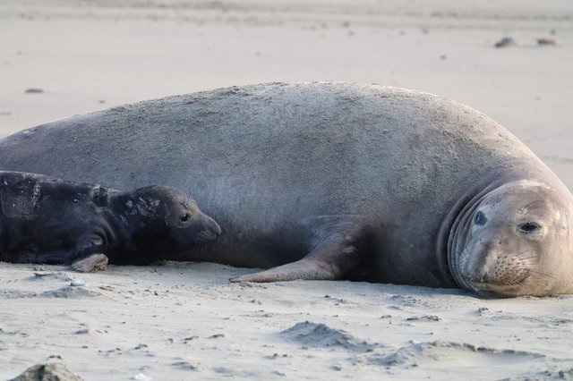Elephant Seal Mother and Pup Resting on Beach