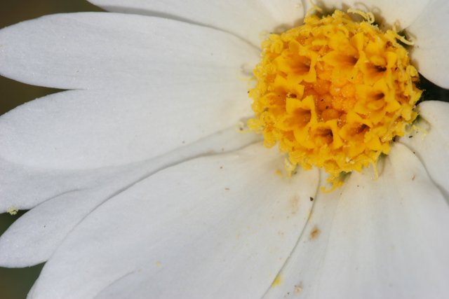 White Daisy Flower with Yellow Center