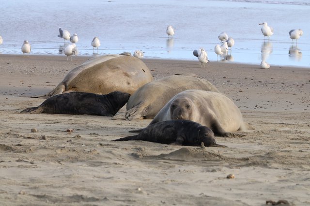 Elephant Seals Resting on Drakes Beach with Seagulls
