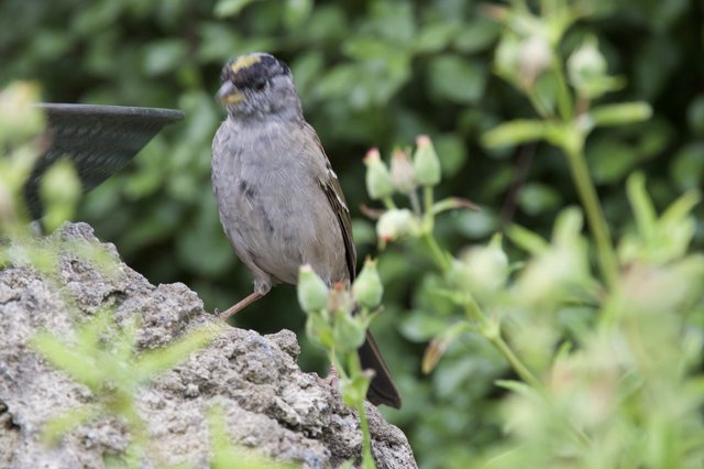 Golden-Crowned Sparrow Perched on Mossy Garden Rock