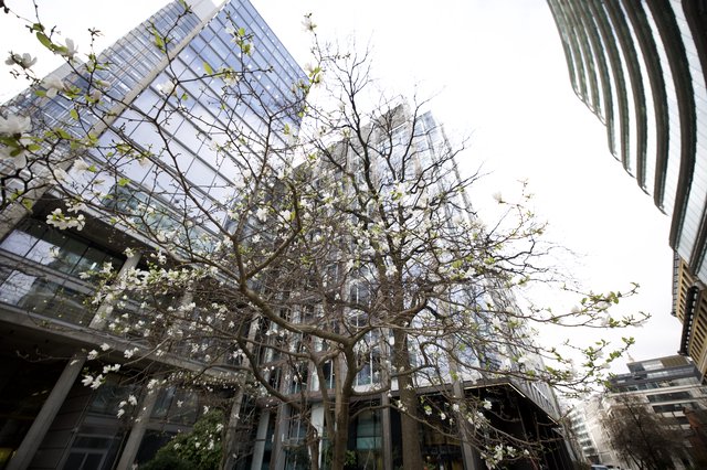 Spring Blossoms Against Modern London Architecture