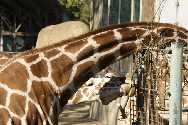 Giraffe: A Gentle Giant at SF Zoo