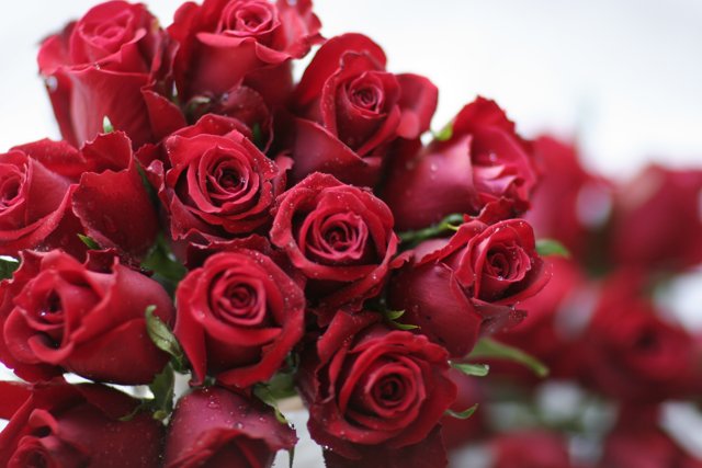 A Stunning Bouquet of 14 Red Roses