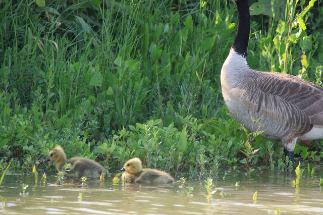 Canada Goose with Goslings in Wetland Habitat