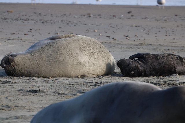 Elephant Seal Mother and Newborn Pup Resting on Beach